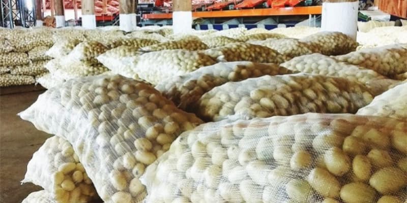 Produção de batata cresce 20% no Paraná e deve superar 340 mil toneladas noticia portal do agronegocio
