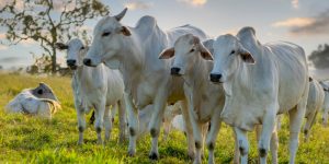Brasil livre de febre aftosa o que significa o novo status sanitário