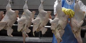 Gripe aviária suspensão das exportações de frango podem custar US 150 milhões