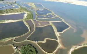 Carcinicultura e seus desafios para sustentabilidade em áreas estuarinas no Nordeste
