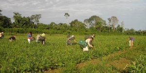 CMN reduz para R$ 200 mil limite de enquadramento no Proagro