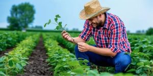 Comissão de Agricultura aprova isenção de nota fiscal eletrônica para pequeno produtor sem CNPJ