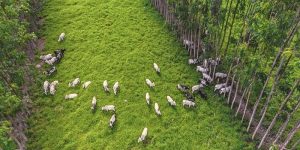 Sistemas integrados produzem mais grãos e armazenam mais carbono no solo no Matopiba