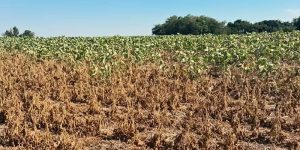 Corte no orçamento do seguro rural gera incertezas no setor