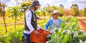 Renda de trabalhadores rurais melhora e desemprego entre mulheres cai