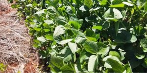 Tropicalização dos créditos de carbono são desafio para o agronegócio brasileiro