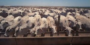 Abates de bovinos, suínos e aves cresceram no segundo trimestre de 2025