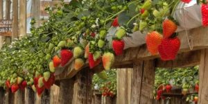 Do pé ao ‘morango do amor’, colheita da fruta vira atração turística no Espírito Santo