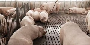 Mesmo em fim de mês, mercado de carne suína se aquece e preços sobem