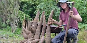 Agricultor revela o que fará com mandioca gigante de 49 quilos colhida em SC