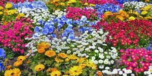 Floricultura brasileira volta a crescer após queda e fatura R$ 21,2 bilhões