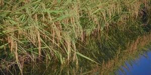Preço do arroz desestimula produtor e área de plantio deve diminuir